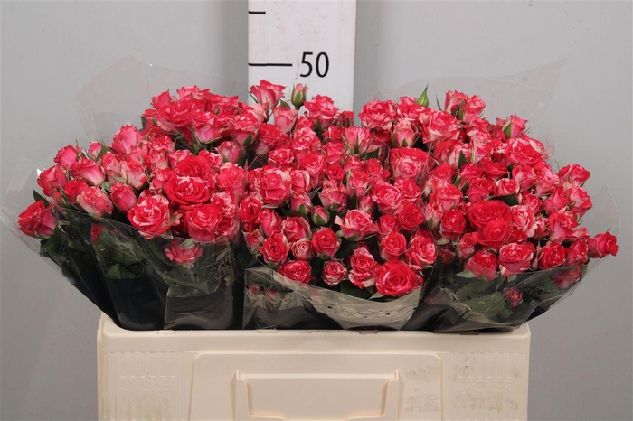 <h4>R Tr Fireworks</h4>