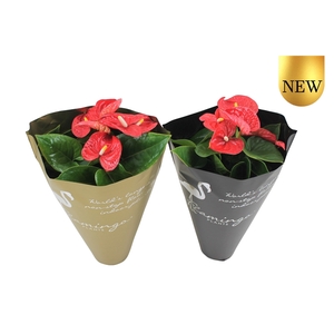 Anthurium XL.9 Jambo Red 14cm in gouden en zwarte sierhoes