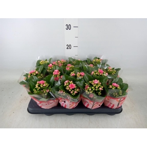 Kalanchoe blos. 'Calandiva Weaver'