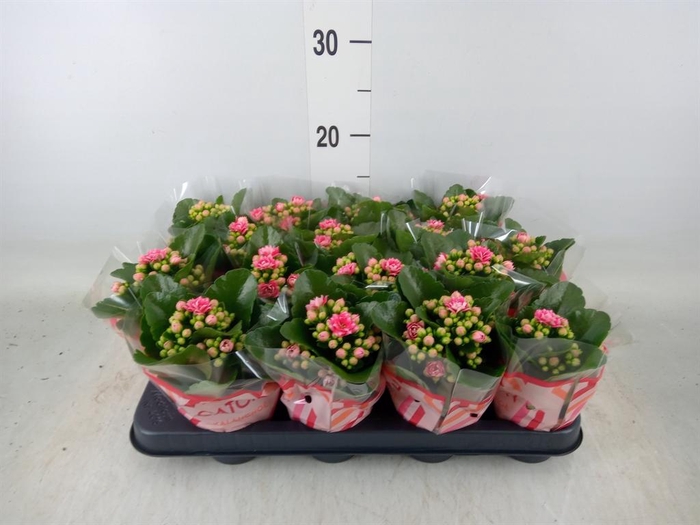<h4>Kalanchoe blos. 'Calandiva Weaver'</h4>