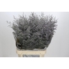 Limonium ov Misty Blue