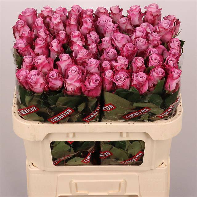 <h4>R Gr Maritim Extra Tima</h4>