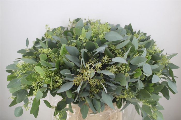 <h4>Euca Populus Berry 300gr P Bunch</h4>
