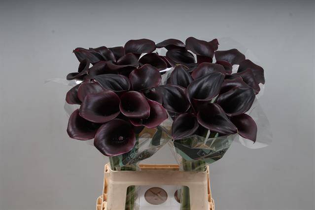 <h4>Calla Ceara Kallaland</h4>