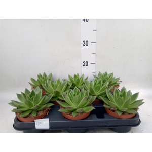 Echeveria  'Miranda'