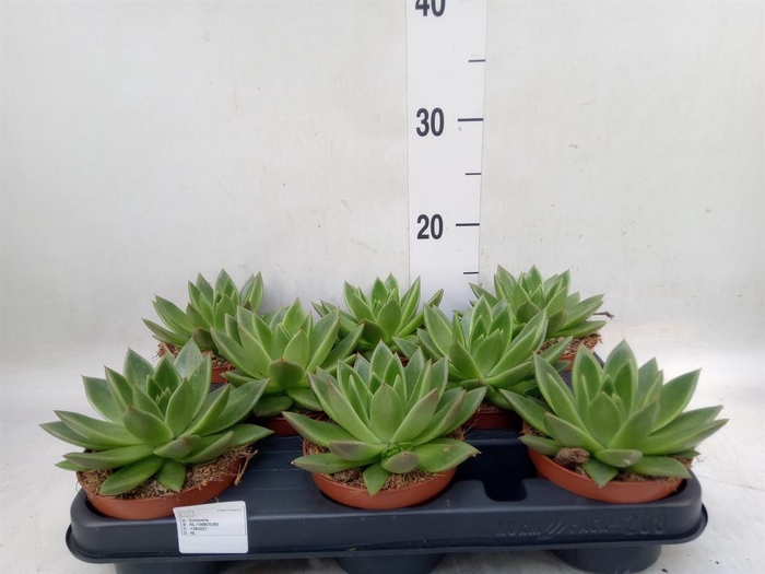 <h4>Echeveria  'Miranda'</h4>