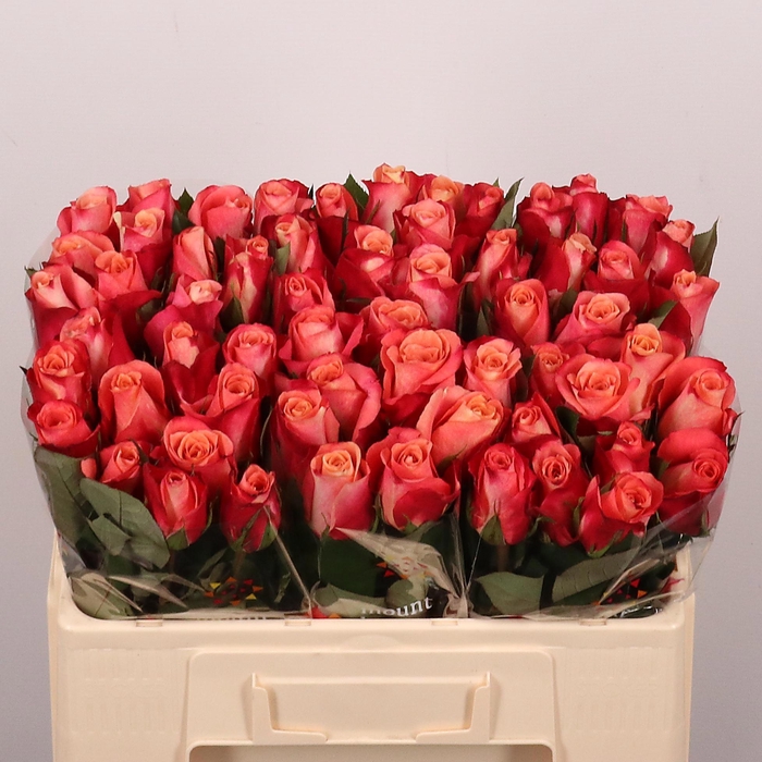 <h4>R GR HELENE</h4>