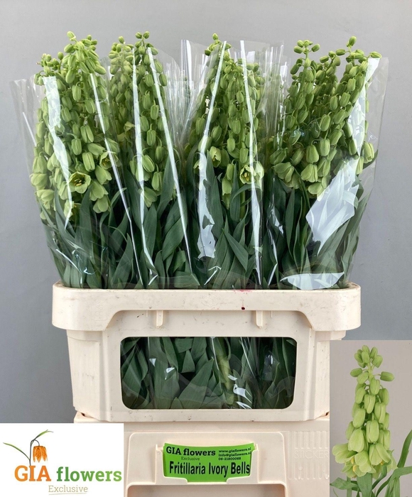 <h4>FRIT IVORY BELLS</h4>