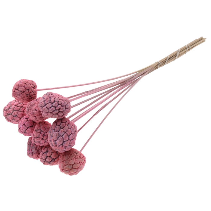<h4>Atta Fruit on stem Intense Frosted Pink</h4>