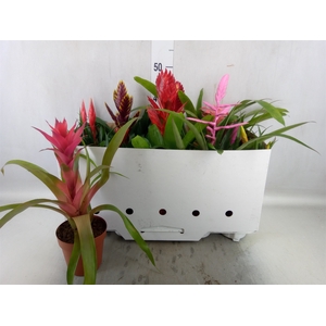 Bromelia   ...mix 10