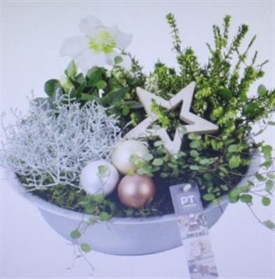 <h4>1949 ZINK WHITE BUITEN</h4>