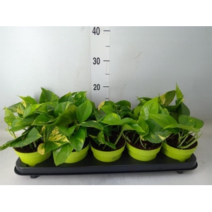 Epipremnum pinn. 'Aureum'