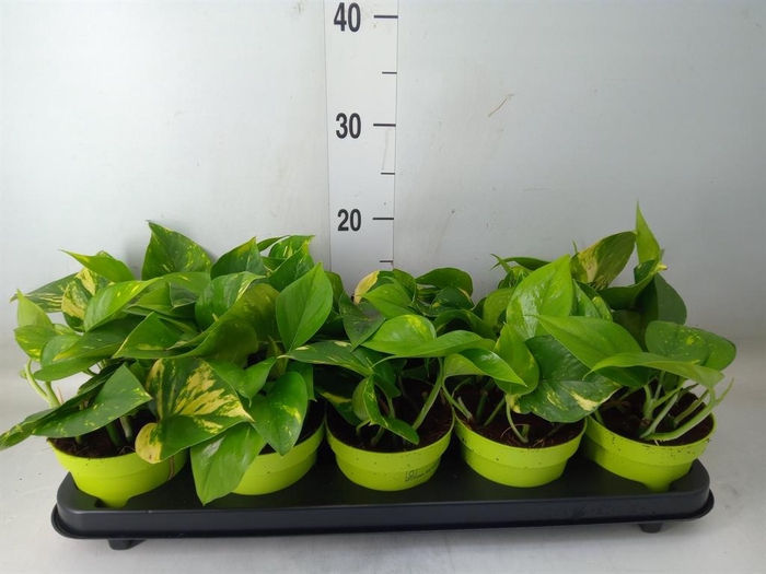 <h4>Epipremnum pinn. 'Aureum'</h4>