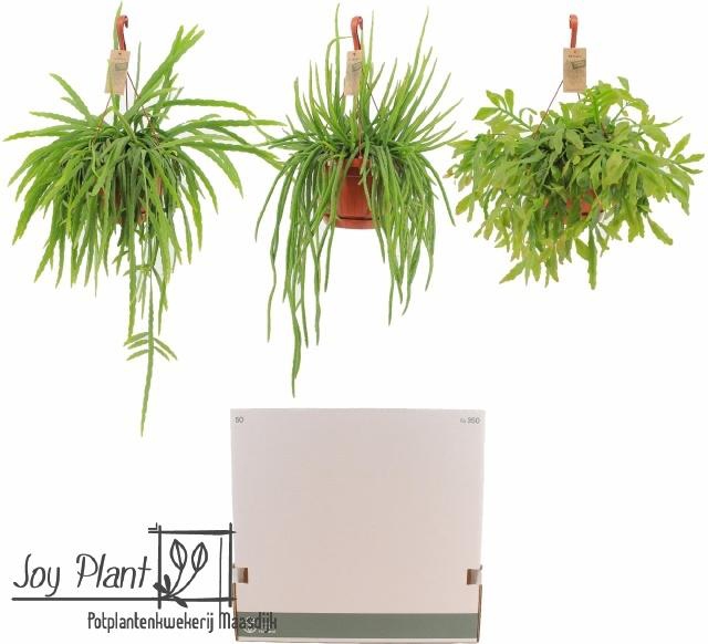 <h4>RHIPSALIS GEM</h4>