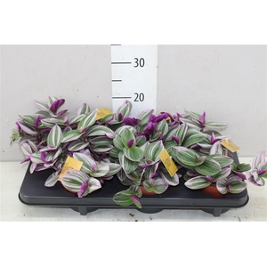 Tradescantia Nanouk