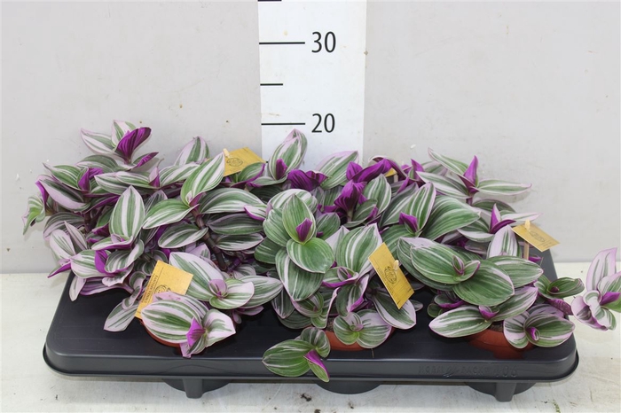 <h4>Tradescantia Nanouk</h4>