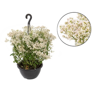 EUPHORBIA CHAMAESYCE KILIMANSCHARO DOBRADO C21