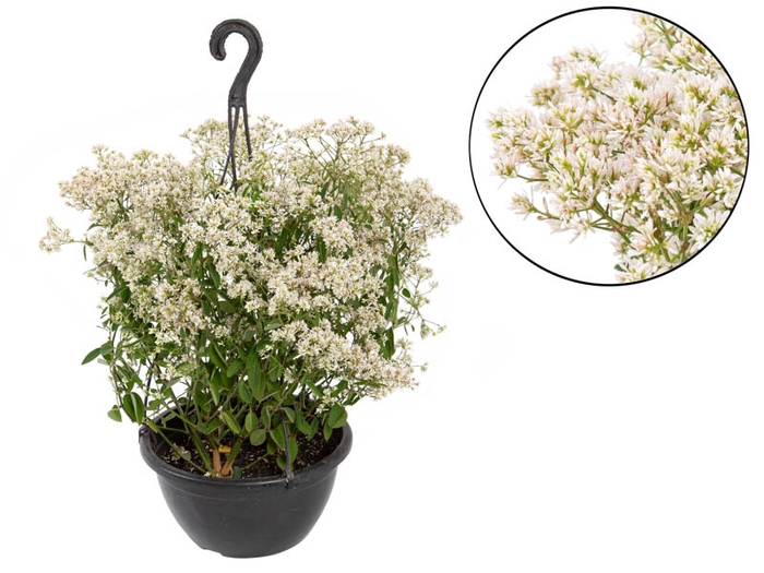 <h4>EUPHORBIA CHAMAESYCE KILIMANSCHARO DOBRADO C21</h4>