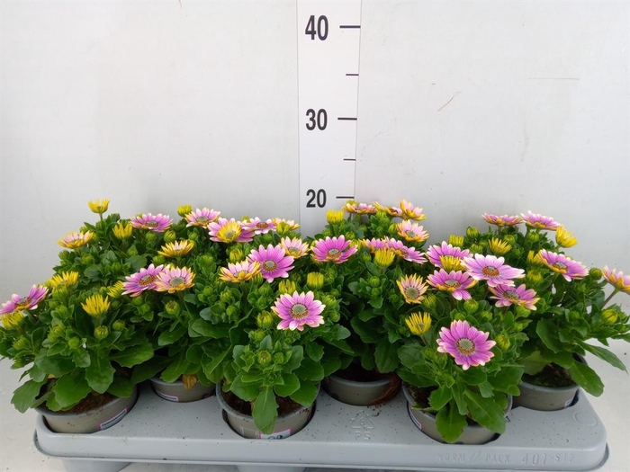 <h4>Osteospermum  'Margarita Eclips 20'</h4>