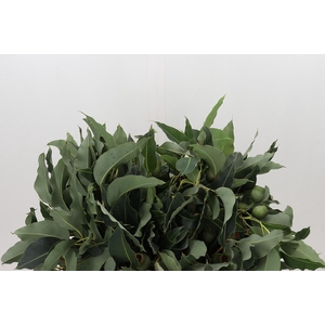 Kaaps Groen Euc. Bell Gum