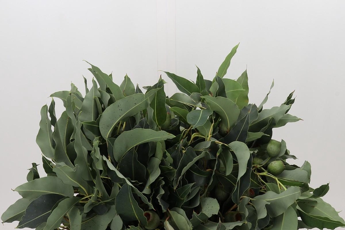 <h4>Kaaps Groen Euc. Bell Gum</h4>