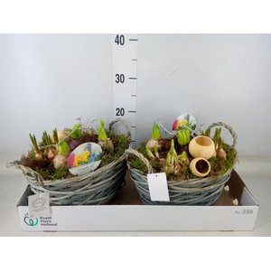 Arr.   Bol/Knolgewas L%