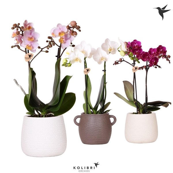 <h4>Phalaenopsis gemengd</h4>