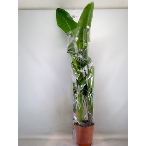 Strelitzia nicolai