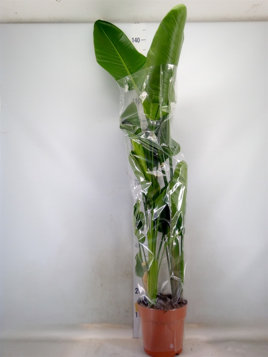 <h4>Strelitzia nicolai</h4>