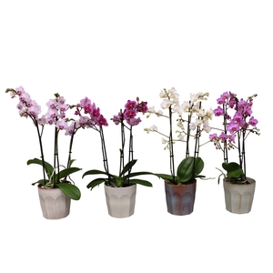 Phal. Multiflora 3-tak mix in keramiek BGC965
