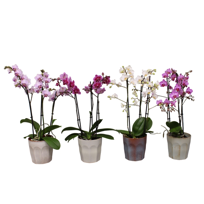 <h4>Phal. Multiflora 3-tak mix in keramiek BGC965</h4>