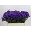 Limonium sinuatum Navy Sun Birds