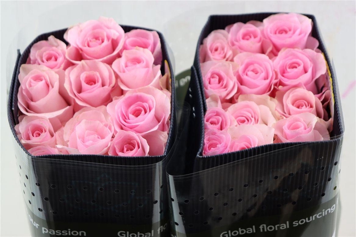 <h4>R Gr Christa</h4>