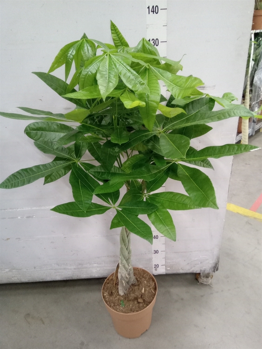 <h4>Pachira aquatica</h4>