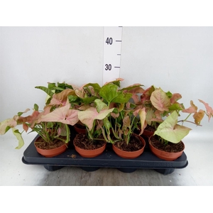 Syngonium podop.
