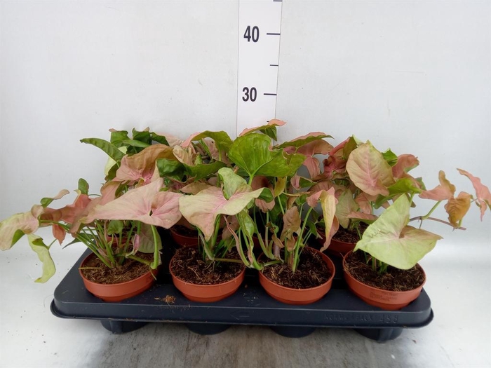 <h4>Syngonium podop.</h4>