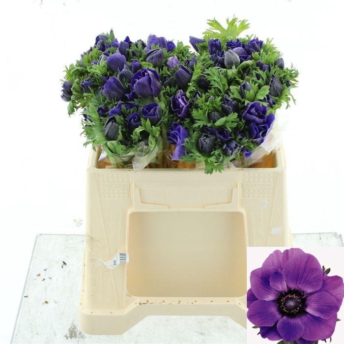 <h4>ANEM CO MAR BLUE</h4>