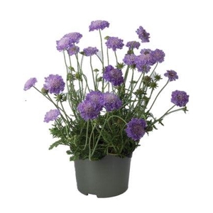 Scabiosa Columbaria