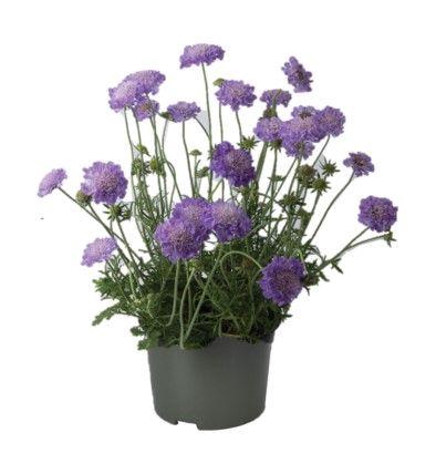 <h4>Scabiosa Columbaria</h4>