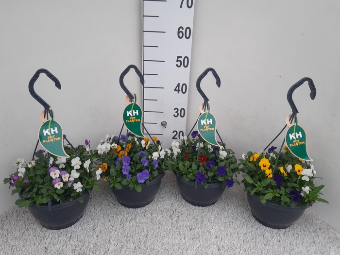 <h4>VIO CO MIXK</h4>