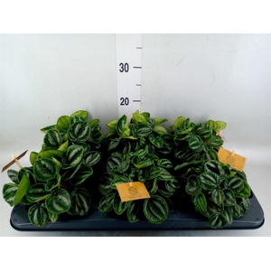 Peperomia