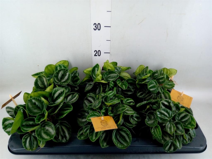<h4>Peperomia</h4>