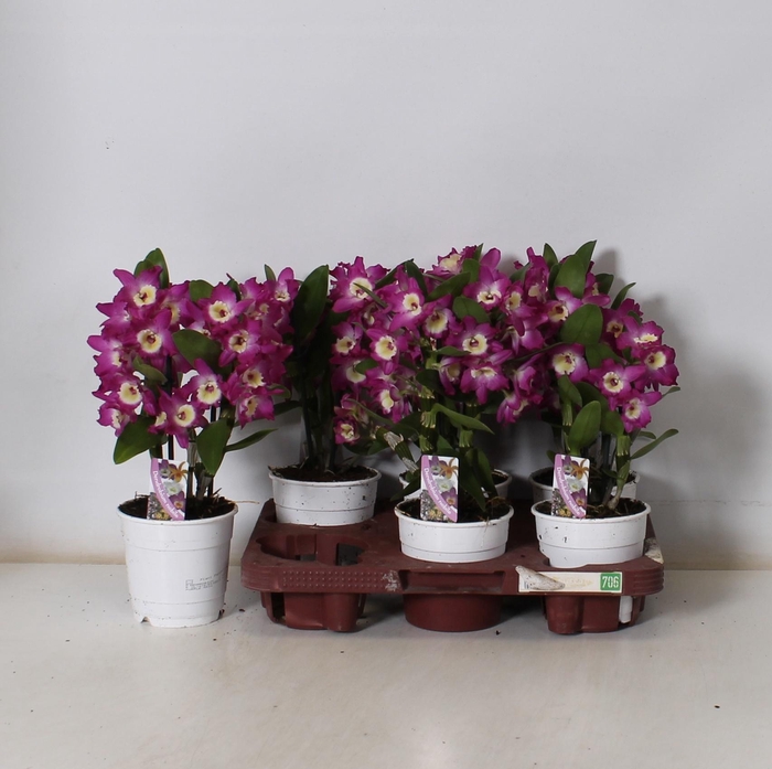 <h4>DEND NOBILE</h4>