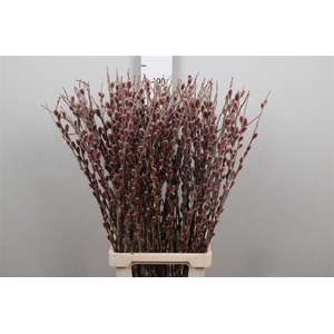 Salix G Pink Cushion