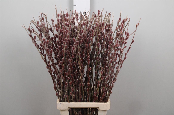 <h4>Salix G Pink Cushion</h4>