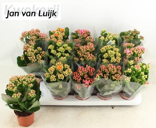 KAL GE GEM 5 KL