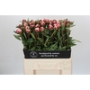 Paeonia Sarah Bernhardt
