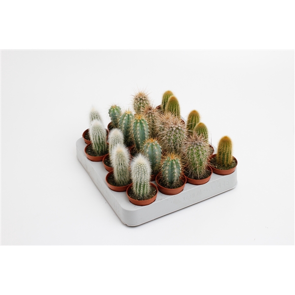 <h4>Cactus palen mix</h4>