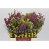 BQ Kaaps Groen Mountain Mix