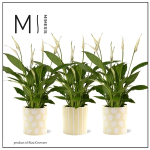 Spathiphyllum Bellini Easter - 12cm in Sevilla | Mimesis